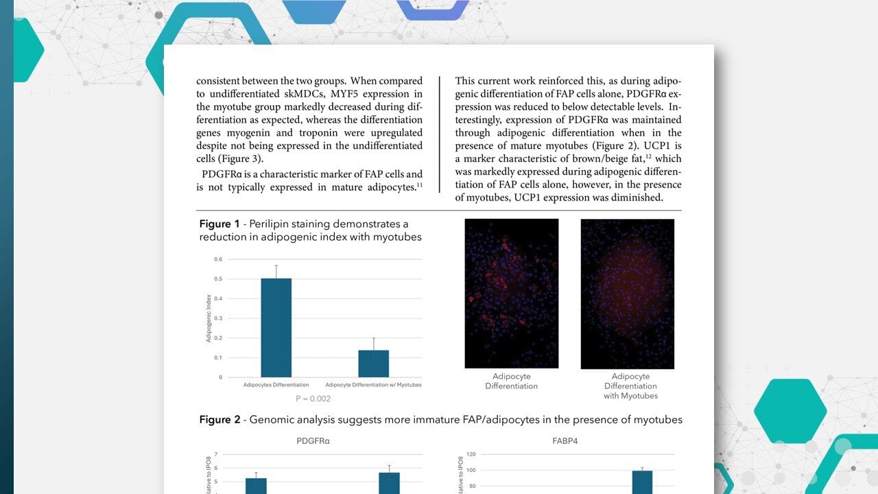 Whitepaper: Myotubes Negatively Regulate FAP-to-Adipocyte Differentiation In Vitro